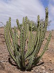 Euphorbia vulcanorum Marsabit severne GPS174 Kenya 2012_PV0829.jpg
